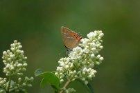 Black Hairstreak 2001 - Nick Sampford