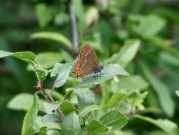 Black Hairstreak 2002 - Nick Sampford