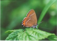 Black Hairstreak 2003 - Clive Burrows