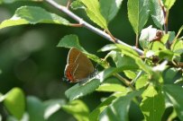 Black Hairstreak 2003 - Nick Sampford