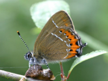 Black Hairstreak egg laying 2004 - Sandra Standbridge