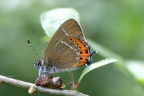 Black Hairstreak egg laying 2004 - Sandra Standbridge