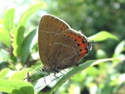 Black Hairstreak 2004 - Trevor Chapman