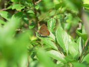 Black Hairstreak 2006 - Steve Lane