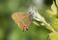 Black Hairstreak 2009 - Bob Clift