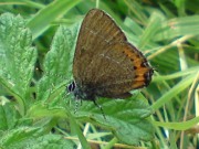 Black  Hairstreak 2010 - Darin Stanley