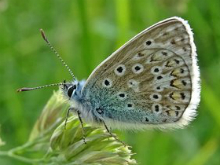 Common Blue 2016 - Dave Miller