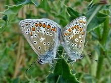 Common Blue 2016 - Dave Miller