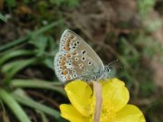 Common Blue 2001 - Nick Sampford