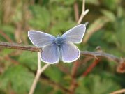 Common Blue 2002 - Nick Sampford