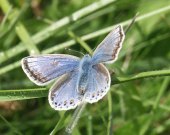 Common Blue 2003 - Allen Beechey