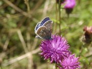 Common Blue 2003 - Bob Clift