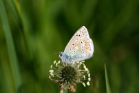 Common Blue 2004 - Sandra Standbridge