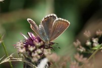 Common Blue 2005 - Andrew Gaskin