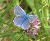 Common Blue 2005 - Andrew Wood