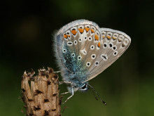 Common Blue 2005 - Lee Browne