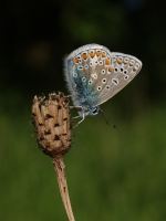 Common Blue 2005 - Lee Browne