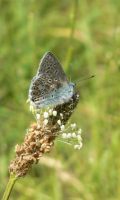 Common Blue 2005 - Steve Lane