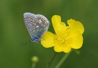 Common Blue 2006 - Sandra Standbridge