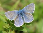 Common Blue 2007 - Dave Mackenzie