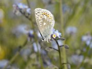 Common Blue 2007 - Ian Hardy