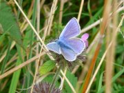 Common Blue 2008 - Andrew Steele
