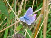 Common Blue 2008 -  Andrew Steele