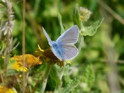 Common Blue 2008 - Helen George