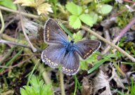 Common Blue 2009 - Dave Miller
