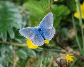 Common Blue 2009 - Robin Pearson