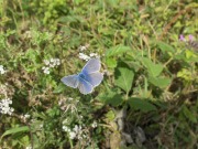 Common Blue 2010 - David Gower