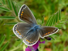 Common Blue (f) 2010 - Dave Miller