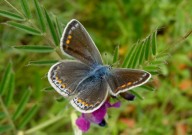 Common Blue 2010 - Dave Miller