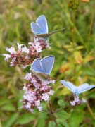 Common Blue 2010 - Paul Thrush