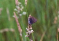 Unusual Common Blue 2001 - Andrew Middleton