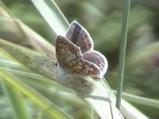 Ab Common Blue 2005 - Andrew Middleton