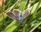 Common Blue 2003 - Allen Beechey