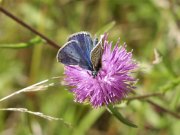 Common Blue 2003 - Bob Clift