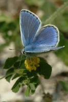 Common Blue 2005 - Colin Sturges