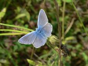 Common Blue 2005 - Steve Lane