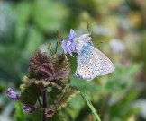 Common Blue 2009 - Robin Pearson