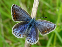 Common Blue 2010 - Dave Miller