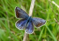 Common Blue 2010 - Dave Miller