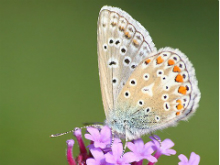 Common Blue 2010 - Malcolm Newland