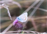 Usual Common Blue 2001 - Andrew Middleton