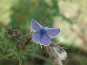 Common Blue 2003 - Nick Sampford