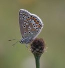 Common Blue 2003 - Allen Beechey