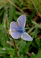 Common Blue 2010 - Dave Miller