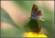 Common Blue 2010 - Malcolm Newland