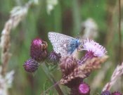 Unusual Common Blue 2001 - Andrew Middleton